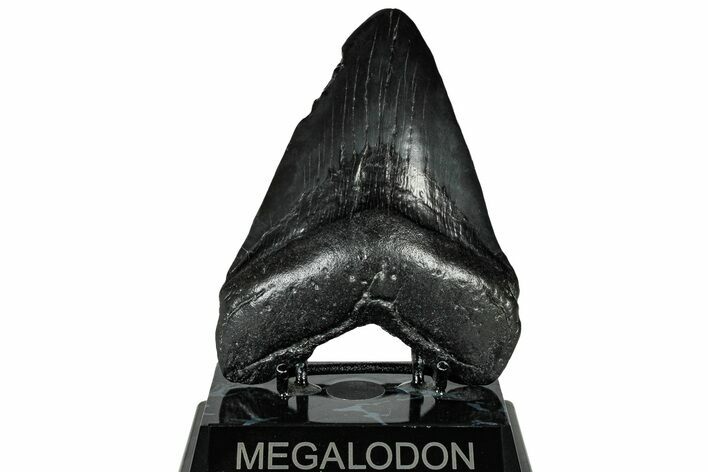 Fossil Megalodon Tooth - South Carolina #299443